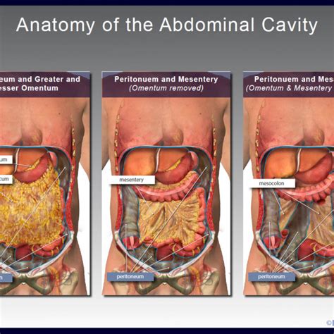 Anatomy Of The Abdominal Cavity Trialexhibits Inc