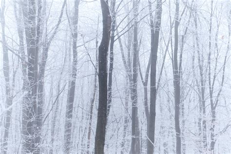 Foggy Winter Forest Budapest Hungary 4k Wallpaper