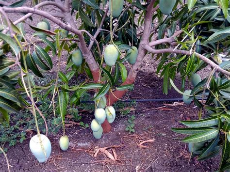 How To Grow Mango Tree Growing Mango Tree In Pots