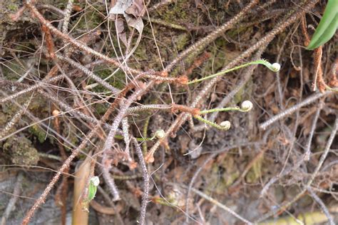 Oleandra Undulata Eflora Of India