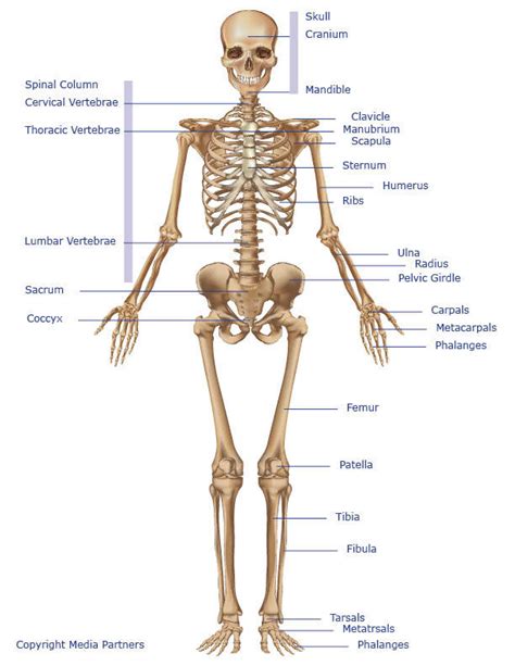 They enable movement and are classified by either their structure or function. Skeletal System | Skeleton Bones, Joints, Cartilage ...