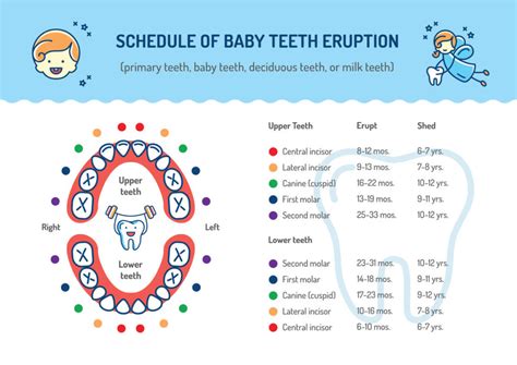 When Do Baby Teeth Erupt Baby Teeth Eruption Charts Treehouse Dental