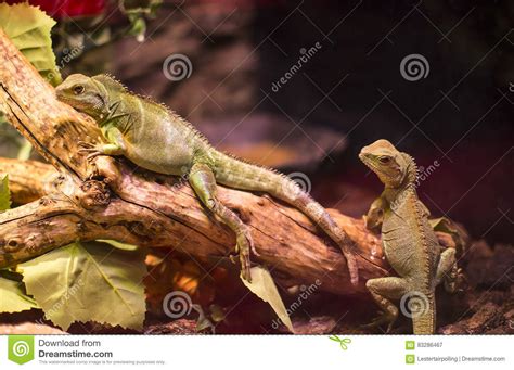 Live Wild Reptiles Lizards Shot Close Up Stock Image Image Of