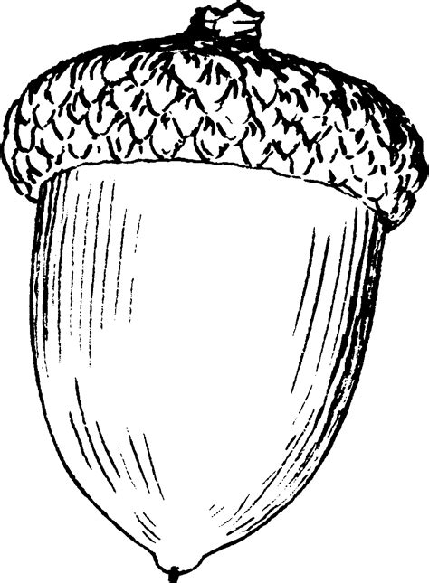 Acorn coloring pages to download and print for free