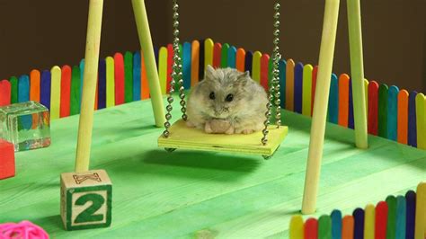 Tiny Hamster In A Tiny Playground Funny Hamsters Cute Hamsters Hamster