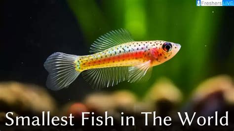Smallest Fish In The World Top 10 Marvels