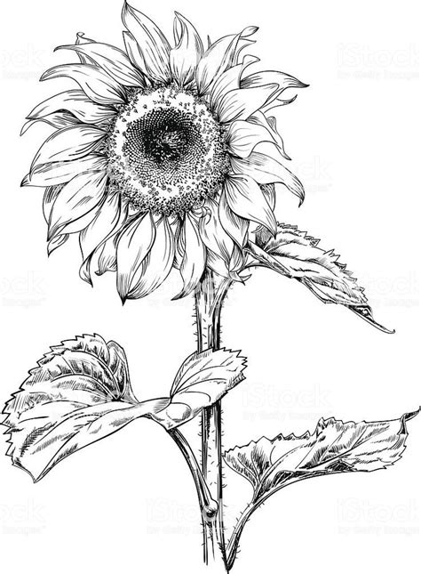 Hand Drawn Vector Artwork In Pen And Ink Style Of A Sunflower