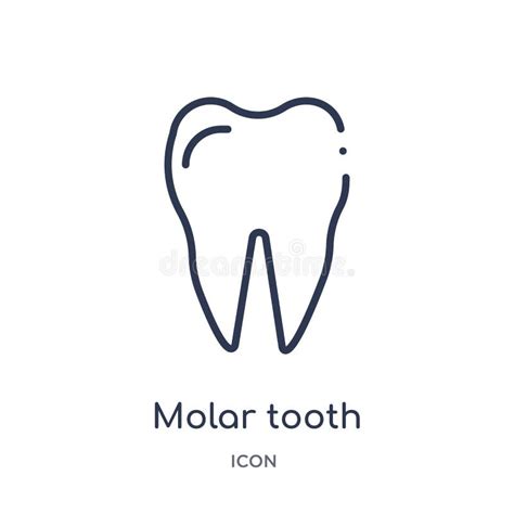 Linear Molar Tooth Icon From Medical Outline Collection Thin Line