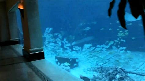 Atlantis Bahamas Aquarium 2010 Youtube