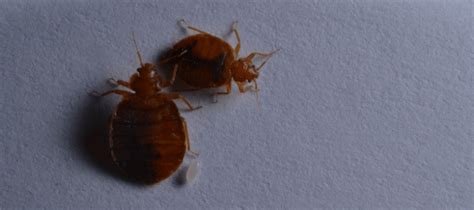 How Fast Do Bed Bugs Multiply Abc Blog