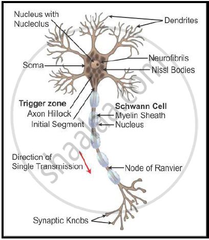 Draw A Neat Labelled Diagram Of Neuron