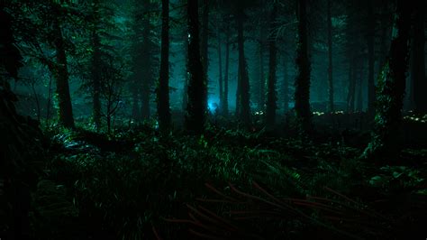 Pretty Forest At Night Horizon