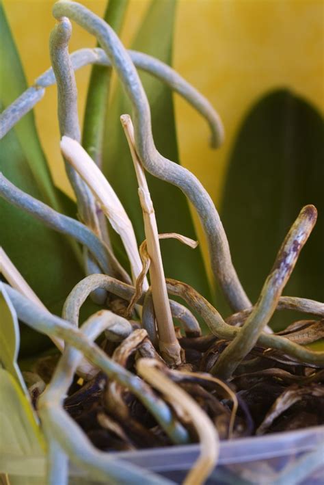 Orchid Is Growing Roots What To Do With Orchid Roots Coming From