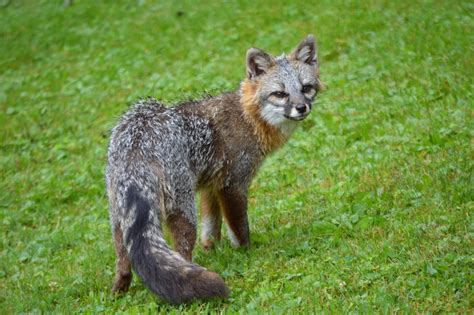 All About The Hudson Valleys Red And Elusive Gray Fox Scenic Hudson
