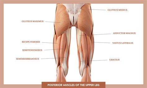 Muscular Anatomy Of Lower Limb