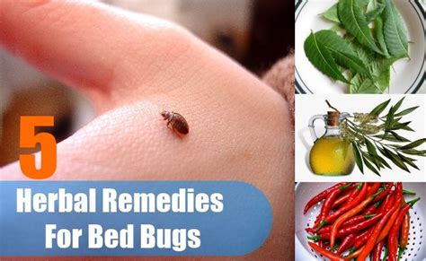Top 5 Herbal Remedies For Bed Bugs How To Get Rid Of Bed Bugs Home