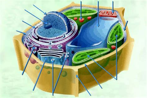 This site is using cookies under cookie policy. Pin by Sipanabd on Células | Plant and animal cells, Plant ...