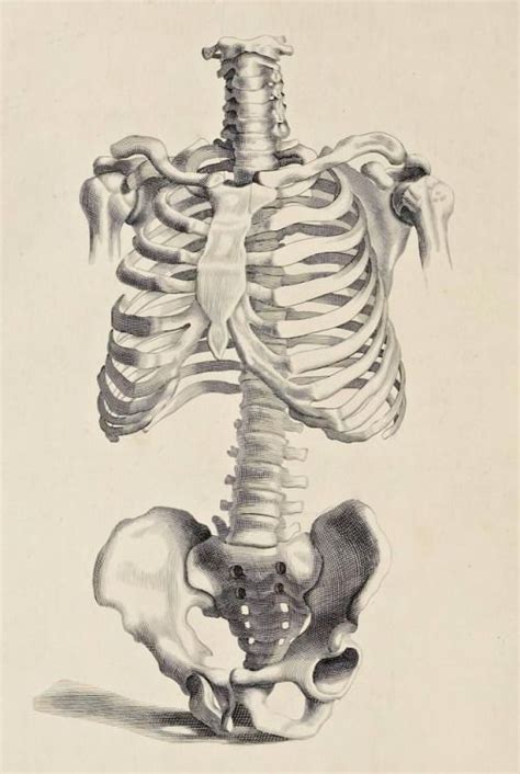 Anatomy Improvd And Illustrated Charles Errard Et Al 1723 Via