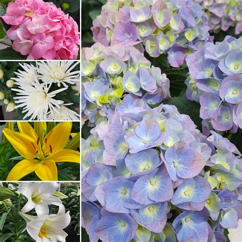 From the grower, to your garden! 2018 08 29 Lynde Greenhouse and Nursery assorted flowers ...