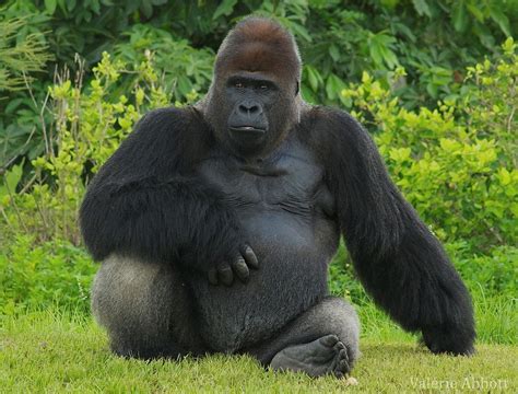 Gorille Poids Taille Longévité Habitat Alimentation