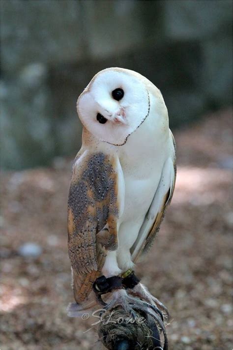 Barn Owl Animals Cute Animals Pet Birds