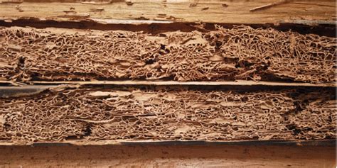 3 Termite Prevention Tips For Homeowners Target Pest Control