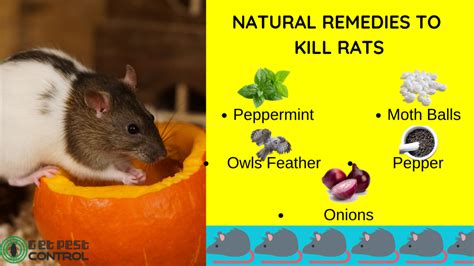 How To Get Rid Of Rats Using Natural Rat Repellents Get Pest Control
