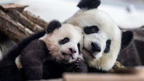 Giant Pandas No Longer Endangered China Says Article Kids News