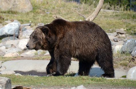 Grizzly Bears And Safety Tips Backcountry Canada Travel