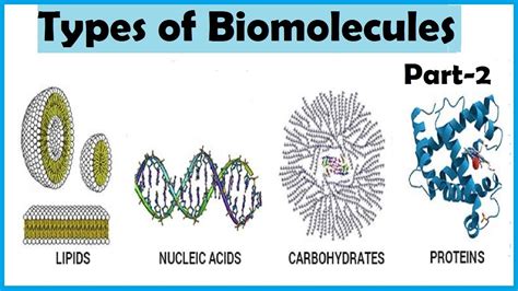 Types Of Biomolecules Part 2 Biologyneet Read More Ncert Youtube