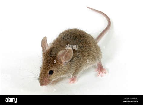 House Mouse Mus Musculus Studio Picture Against A White Background
