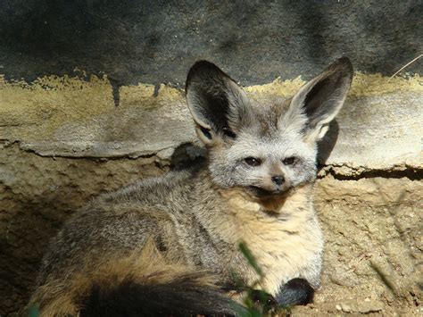 Bat Eared Fox Facts History Useful Information And Amazing Pictures