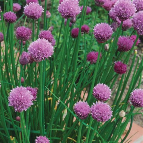Pictured above is the leaf type with slender, narrow flat leaves. Seeds of Change Organic Garden Chives Seeds-07389 - The ...