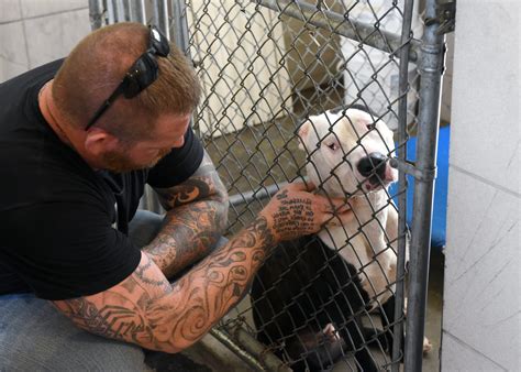 Dog pound video gets dogs adopted