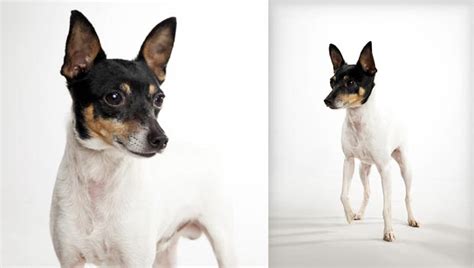 Toy Fox Terrier Dog Breed Selector Animal Planet