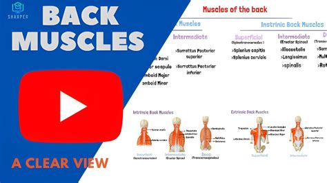 Back Muscles Anatomy Youtube