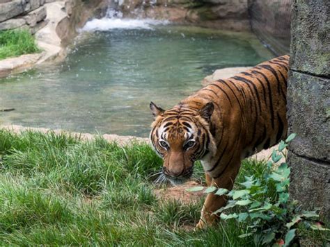 How Knoxville Zoo Animals Are Staying Cool