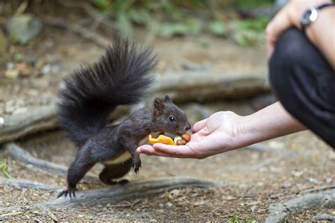 Feeding The Squirrel Flickr Photo Sharing