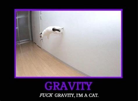 Image 27802 Gravity Cat Know Your Meme
