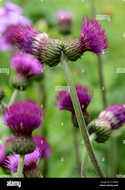 Ornamental Thistle Hi Res Stock Photography And Images Alamy