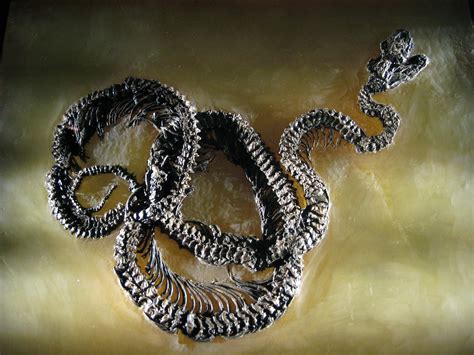 Fossil Snake Taken At Fossilised Animal Exhibition At Oslo Flickr