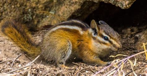 Chipmunk Holes How To Identify And Fill Chipmunk Burrows Imp World