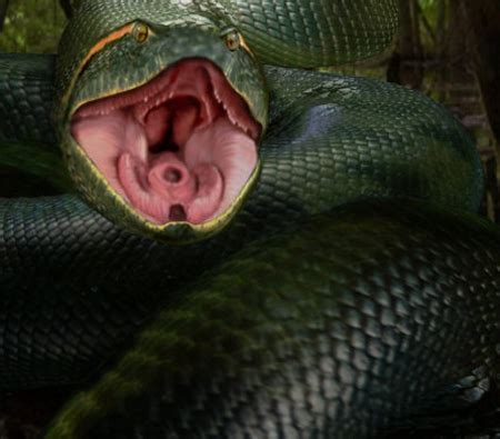Snake Vore Girl Story