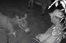 sex having man caught donkey animal family footage cctv pet disturbing stroking him shows