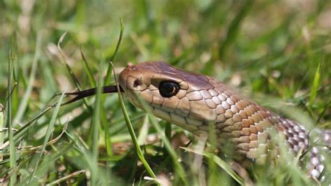 Northside Snake Removals Wildlife Rescue Service