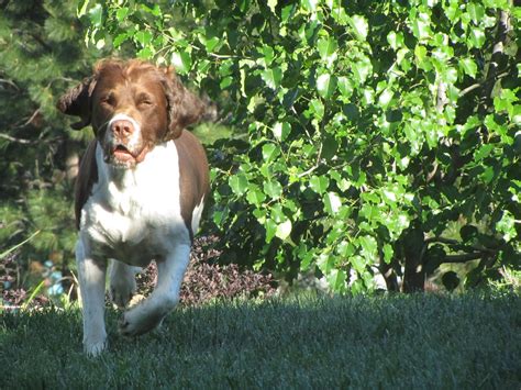 None, date of change directors and executives of animal cell therapies, inc. West Coast Bird Dog Champion Returns to Competition Thanks ...