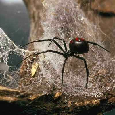 Other well known american spiders are the widow spiders. Black widows are one the most poisonous and dangerous ...