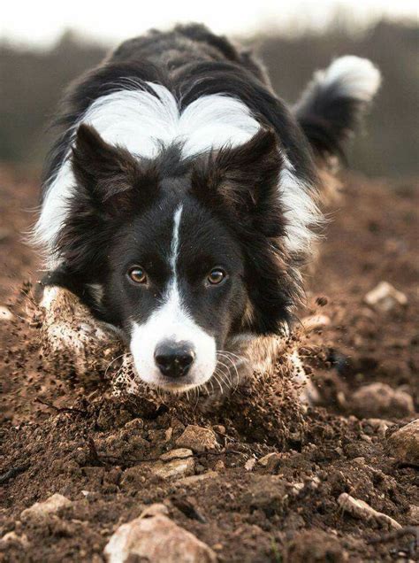 1000 Images About Border Collie Brilliance On Pinterest