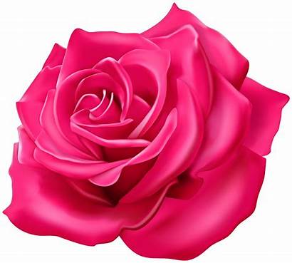 Rose Transparent Clipart Roses Yopriceville