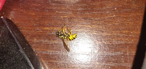 Although grizzly bears make substantial use of forested areas, they also make much more use of. What type of bee is this and how can I stop them coming ...